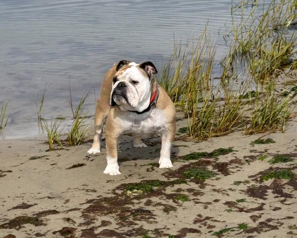 /Images/uploads/Long Island Bulldog Rescue/LIBR-2025-Calendar/entries/32176thumb.jpg
